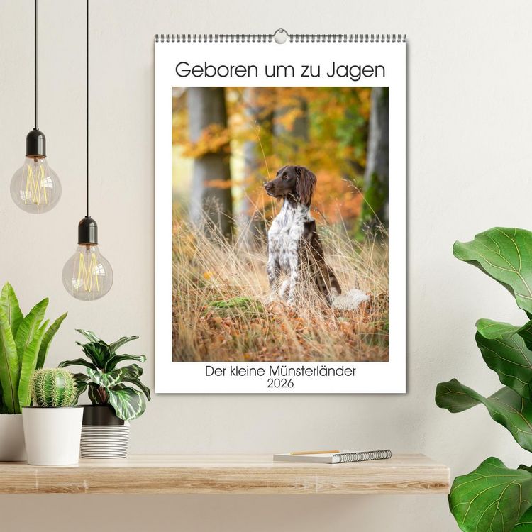 Produktbild: Geboren um zu Jagen. Der kleine M&uuml;nsterl&auml;nder (Wandkalender 2026 DIN A2 hoch), CALVENDO Monatskalender