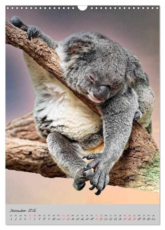 Produktbild: Koala, kleiner B&auml;r (Wandkalender 2026 DIN A3 hoch), CALVENDO Monatskalender