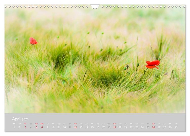 Produktbild: Zauber des Mohns (Wandkalender 2026 DIN A3 quer), CALVENDO Monatskalender