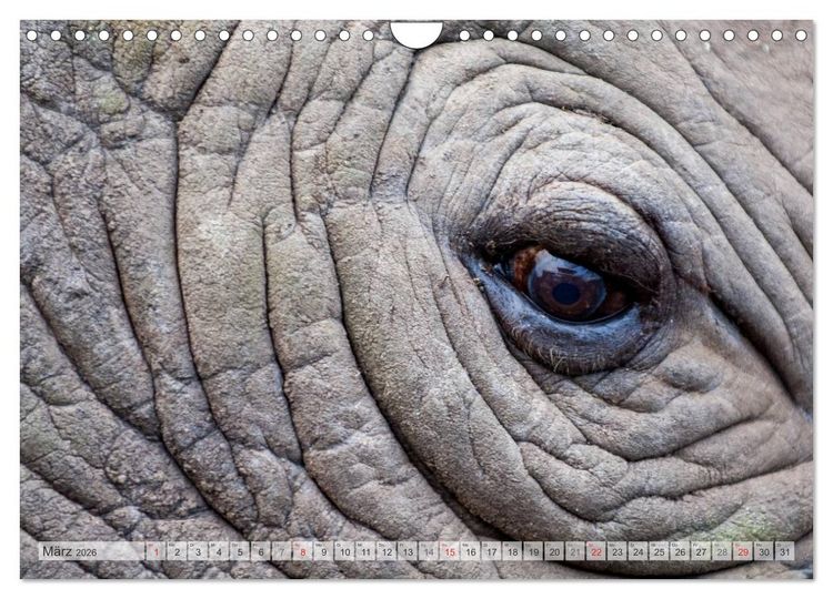 Produktbild: Emotionale Momente: Afrika Wildlife Part 2 / CH-Version (Wandkalender 2026 DIN A4 quer), CALVENDO Monatskalender