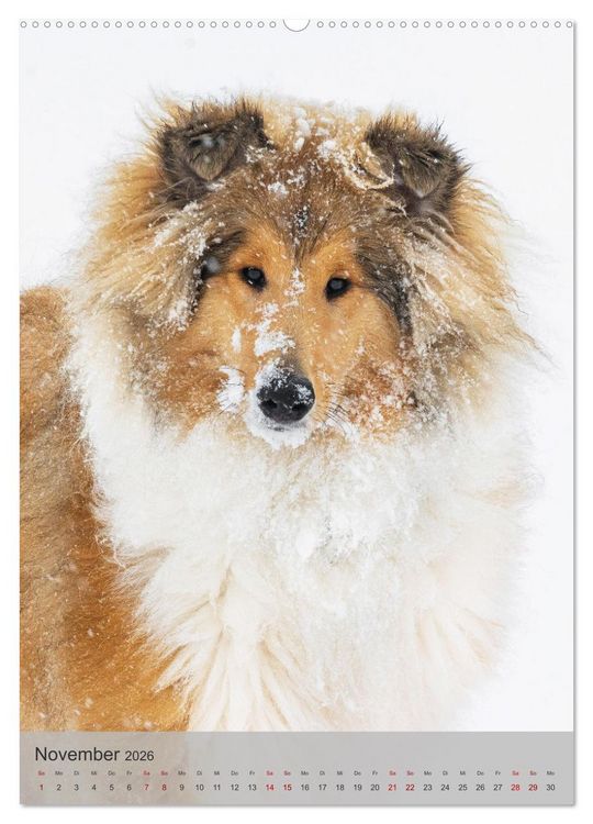 Produktbild: Traumhund Collie - Liebe auf vier Pfoten (Wandkalender 2026 DIN A2 hoch), CALVENDO Monatskalender