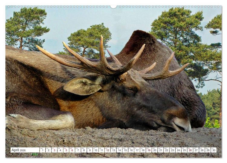 Produktbild: Wildlife of the Tundra (Wall Calendar 2026 DIN A2 landscape), CALVENDO 12 Month Wall Calendar