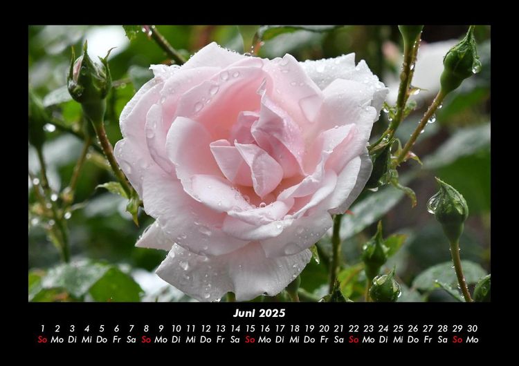 Produktbild: Rosentraum 2025 Fotokalender DIN A3