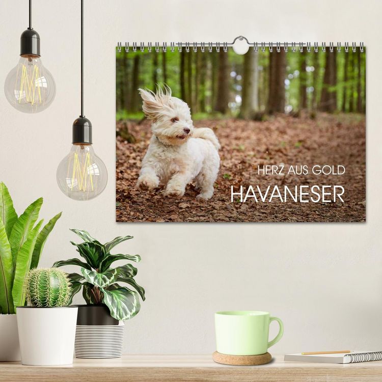 Produktbild: Havaneser - Herz aus Gold (Wandkalender 2026 DIN A4 quer), CALVENDO Monatskalender