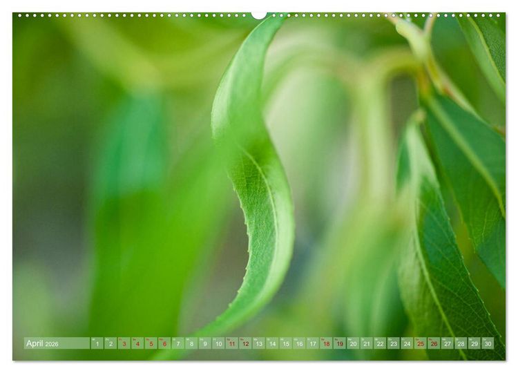 Produktbild: GR&Uuml;N Harmonie Wachstum Zufriedenheit (Wandkalender 2026 DIN A2 quer), CALVENDO Monatskalender