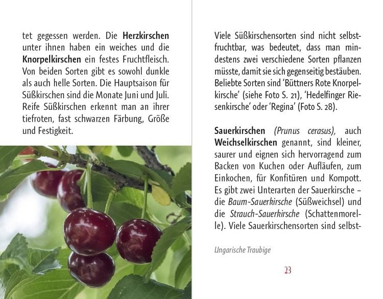 Produktbild: Kirschen