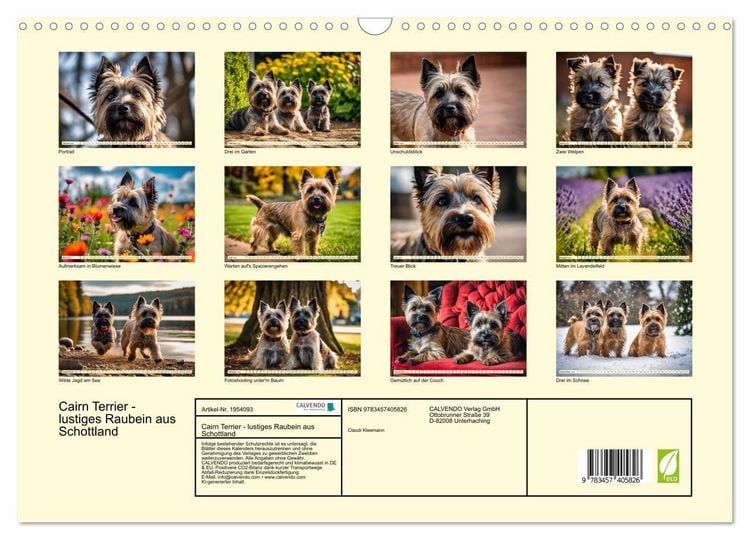 Produktbild: Cairn Terrier - lustiges Raubein aus Schottland (Wandkalender 2026 DIN A3 quer), CALVENDO Monatskalender