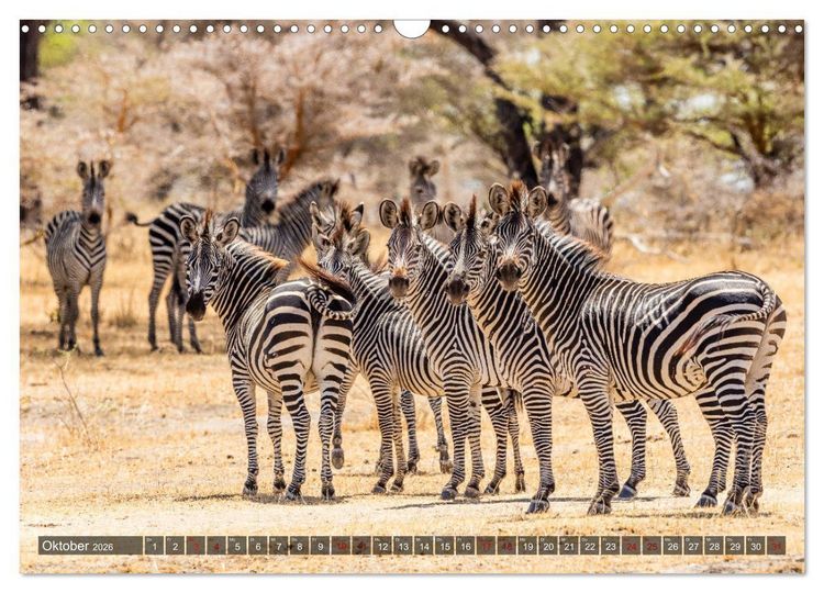 Produktbild: Safari in Tansania (Wandkalender 2026 DIN A3 quer), CALVENDO Monatskalender