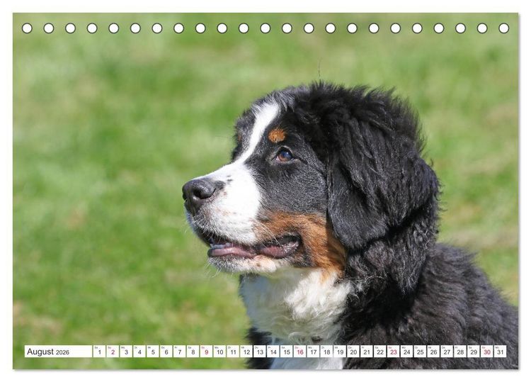 Produktbild: Berner Sennenhunde machen gl&uuml;cklich (Tischkalender 2026 DIN A5 quer), CALVENDO Monatskalender