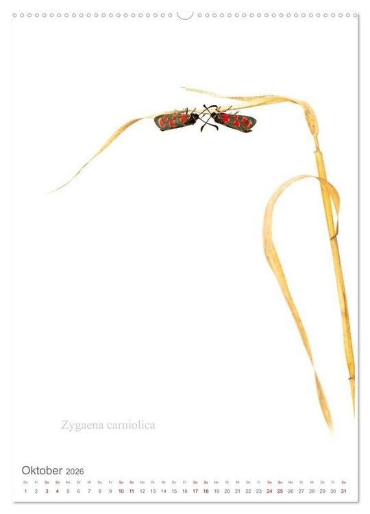 Produktbild: Falter - Kunst (hochwertiger Premium Wandkalender 2026 DIN A2 hoch), Kunstdruck in Hochglanz