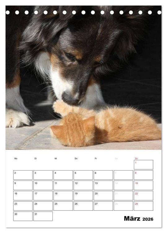 Produktbild: Australian Shepherd (Tischkalender 2026 DIN A5 hoch), CALVENDO Monatskalender
