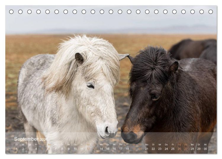 Produktbild: Islandpferde - Der T&ouml;lt Kalender (Tischkalender 2026 DIN A5 quer), CALVENDO Monatskalender
