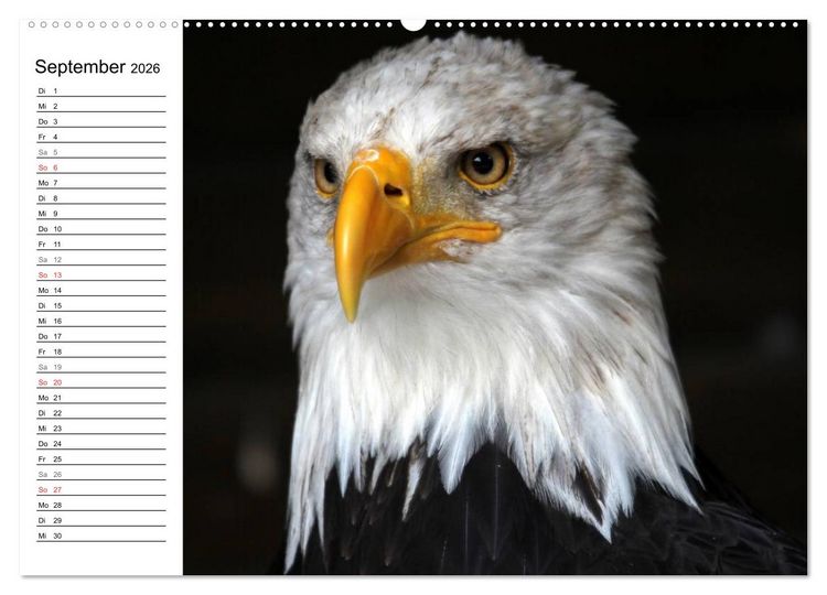 Produktbild: Greifv&ouml;gel, Eulen und K&auml;uze (hochwertiger Premium Wandkalender 2026 DIN A2 quer), Kunstdruck in Hochglanz