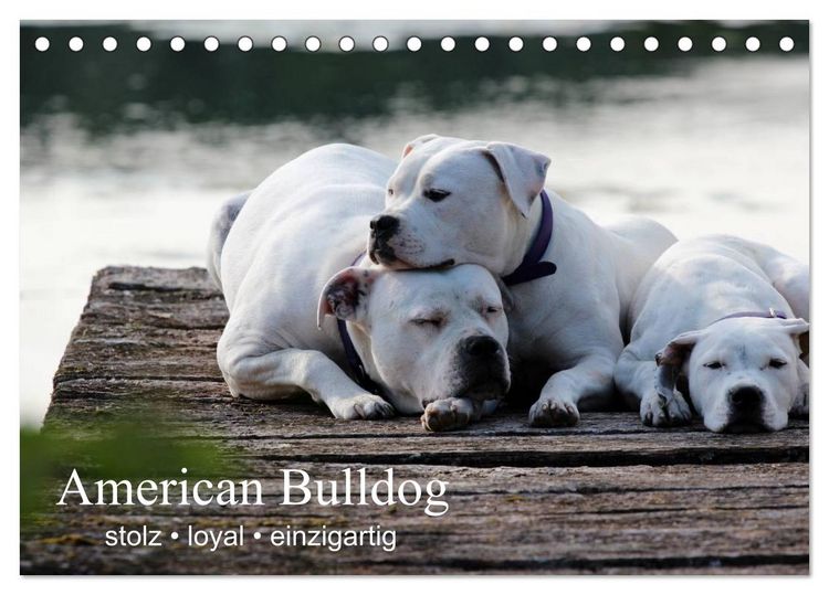 Produktbild: American Bulldog - stolz, loyal, einzigartig (Tischkalender 2026 DIN A5 quer), CALVENDO Monatskalender