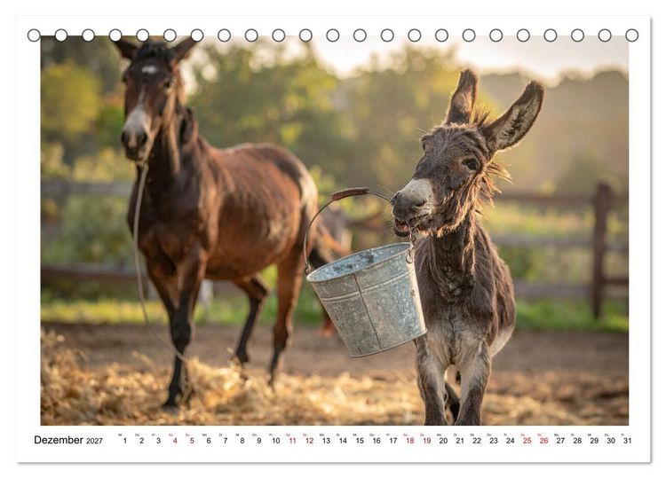Produktbild: Kleine und gro&szlig;e Eselein (Tischkalender 2027 DIN A5 quer), CALVENDO Monatskalender