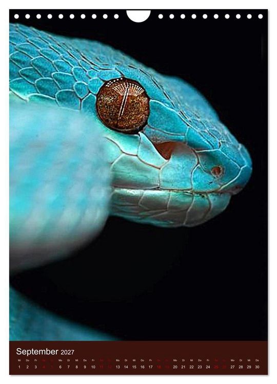 Produktbild: The Power Of Snake (Wandkalender 2027 DIN A4 hoch), CALVENDO Monatskalender