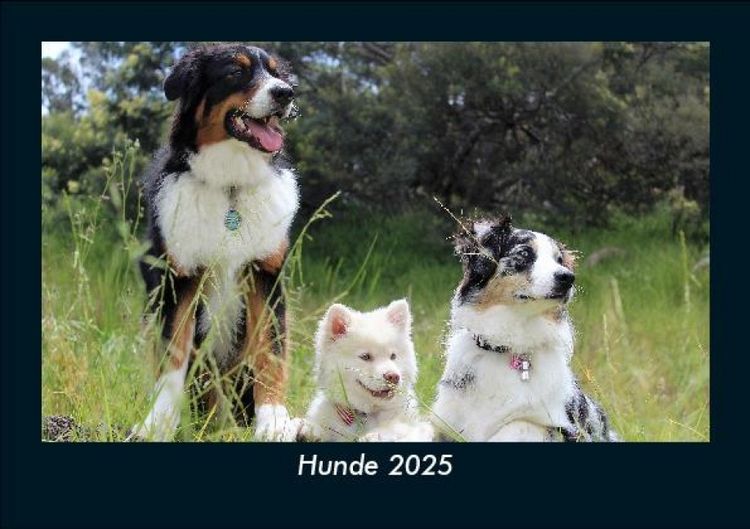 Produktbild: Hunde 2025 Fotokalender DIN A5