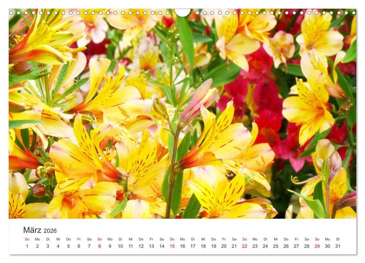 Produktbild: Feurige Lilien (Wandkalender 2026 DIN A3 quer), CALVENDO Monatskalender