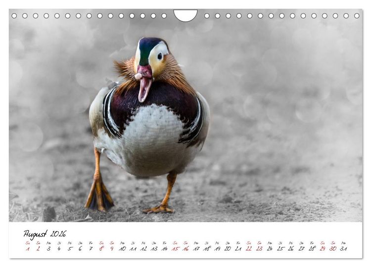 Produktbild: Abenteuer einer Mandarinente (Wandkalender 2026 DIN A4 quer), CALVENDO Monatskalender