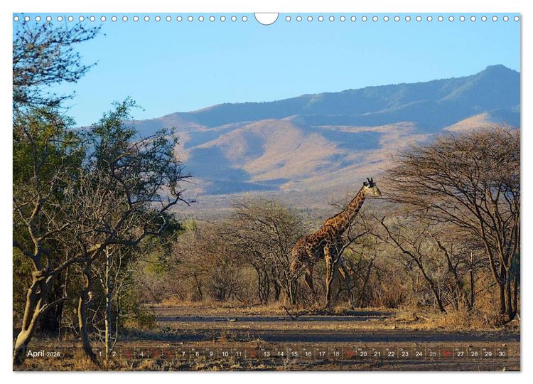 Produktbild: Tansania - Faszinierendes Afrika (Wandkalender 2026 DIN A3 quer), CALVENDO Monatskalender
