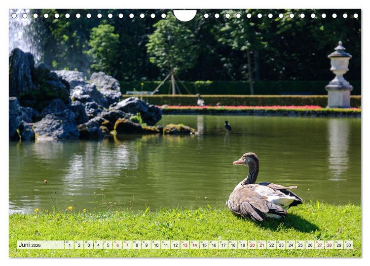Produktbild: Graug&auml;nse in heimischer Umgebung (Wandkalender 2026 DIN A4 quer), CALVENDO Monatskalender