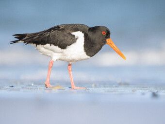 Produktbild: CALVENDO Puzzle Austernfischer (Oystercatcher) | 1000 Teile Lege-Gr&ouml;&szlig;e 64x48cm Foto-Puzzle f&uuml;r gl&uuml;ckliche Stunden