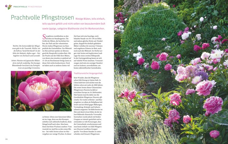 Produktbild: Ganzj&auml;hrig attraktive Beete mit Blatt und Bl&uuml;te