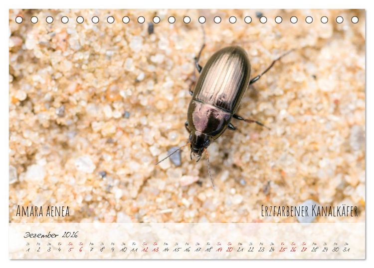 Produktbild: K&auml;fer-Wunderwelten (Tischkalender 2026 DIN A5 quer), CALVENDO Monatskalender