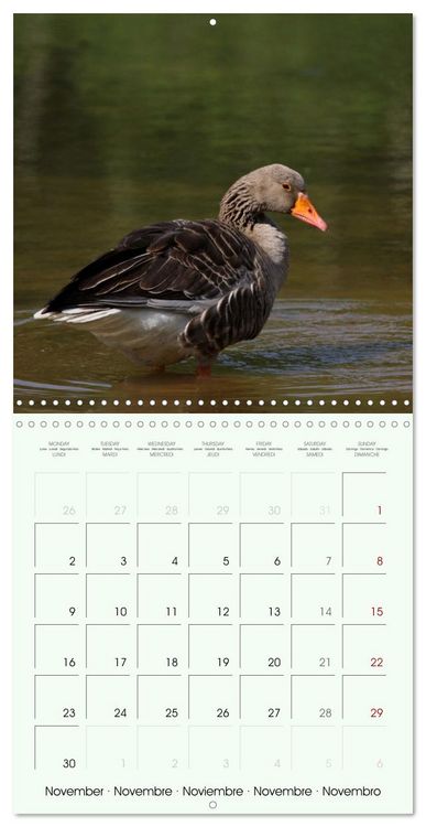 Produktbild: La parade des plumes (Calendrier mural carr&eacute; 2026 30x30 cm) Calendrier double avec une page pour vos prises de notes
