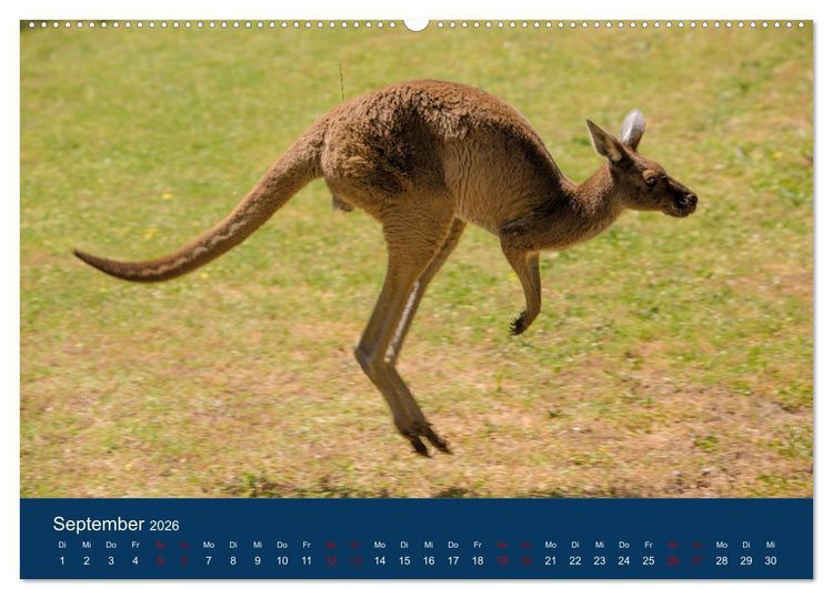 Produktbild: Freilebende K&auml;ngurus (hochwertiger Premium Wandkalender 2026 DIN A2 quer), Kunstdruck in Hochglanz