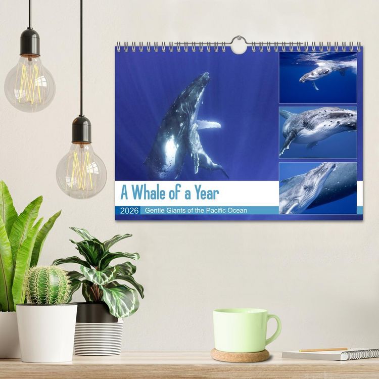 Produktbild: A Whale of a Year (Wall Calendar 2026 DIN A4 landscape), CALVENDO 12 Month Wall Calendar