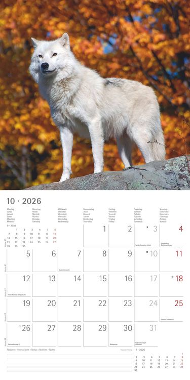 Produktbild: Wölfe 2026 - Broschürenkalender 30x30 cm (30x60 geöffnet) - Kalender mit Platz für Notizen - Wolves - Bildkalender - Wandplaner - Alpha Edition