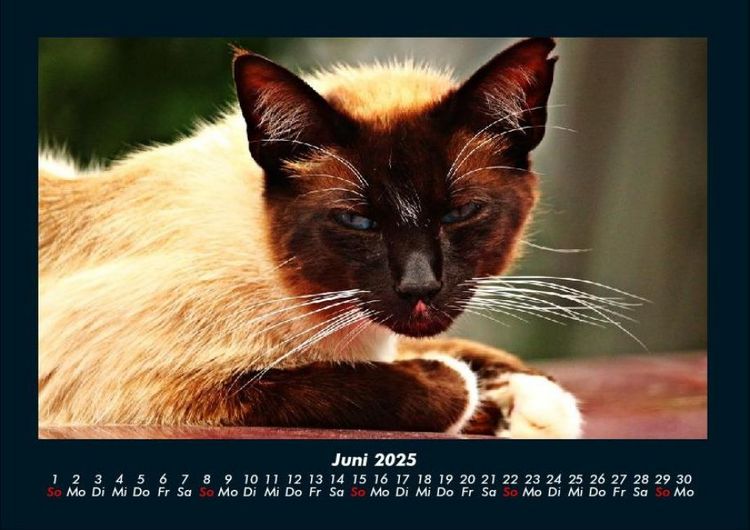 Produktbild: F&uuml;r Katzenfreunde 2025 Fotokalender DIN A4