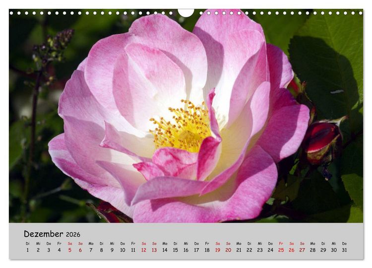 Produktbild: Blumen &uuml;berall, zur Freude Menschen (Wandkalender 2026 DIN A3 quer), CALVENDO Monatskalender