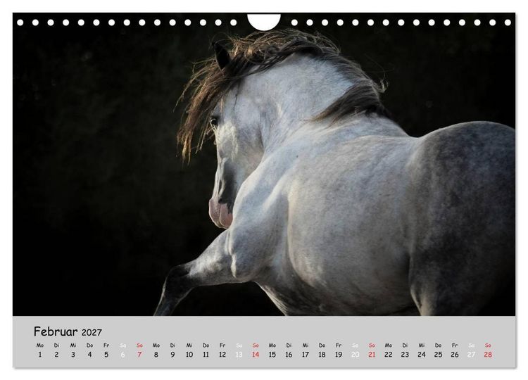 Produktbild: Pferde - Anmut und St&auml;rke gepaart mit Magie (Wandkalender 2027 DIN A4 quer), CALVENDO Monatskalender