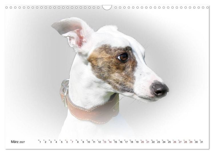Produktbild: Windhund Portrait 2027 White Edition (Wandkalender 2027 DIN A3 quer), CALVENDO Monatskalender