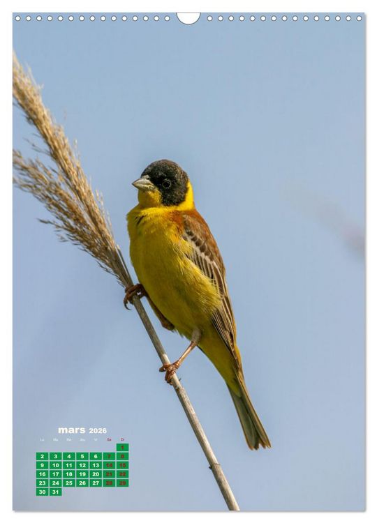 Produktbild: Lesbos l'&icirc;le aux oiseaux (Calendrier mural 2026 DIN A3 horizontal), CALVENDO calendrier mensuel