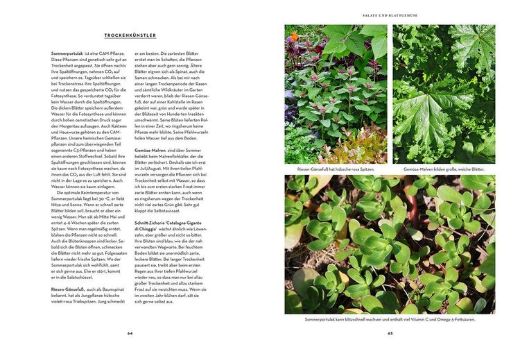 Produktbild: Trockenhelden im Gem&uuml;sebeet