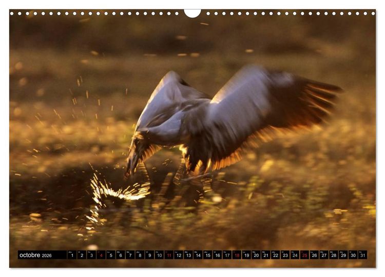 Produktbild: PLUMES L&Eacute;G&Egrave;RES. Oiseaux du Monde (Calendrier mural 2026 DIN A3 vertical), CALVENDO calendrier mensuel