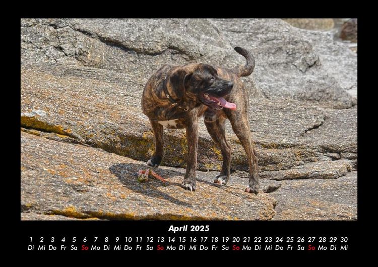 Produktbild: Hundezauber 2025 Fotokalender DIN A3