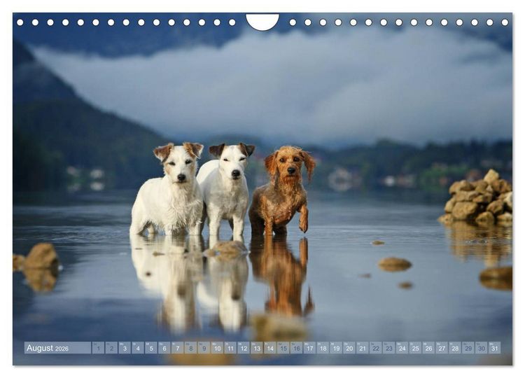 Produktbild: Die Parson-Russell-Terrier ...mit neuen Abenteuern aus der Hundeknipserei (Wandkalender 2026 DIN A4 quer), CALVENDO Monatskalender