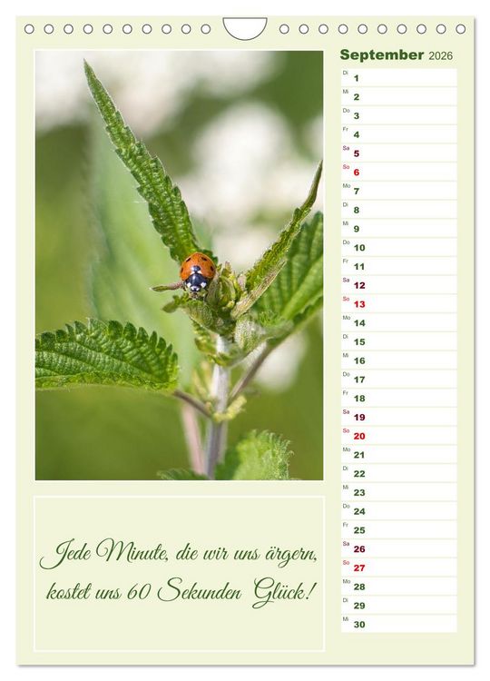 Produktbild: Marienk&auml;fer, Gl&uuml;cksbringer mit sieben Punkten (Wandkalender 2026 DIN A4 hoch), CALVENDO Monatskalender