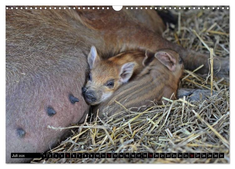 Produktbild: Der Schweinekalender (Wandkalender 2026 DIN A3 quer), CALVENDO Monatskalender