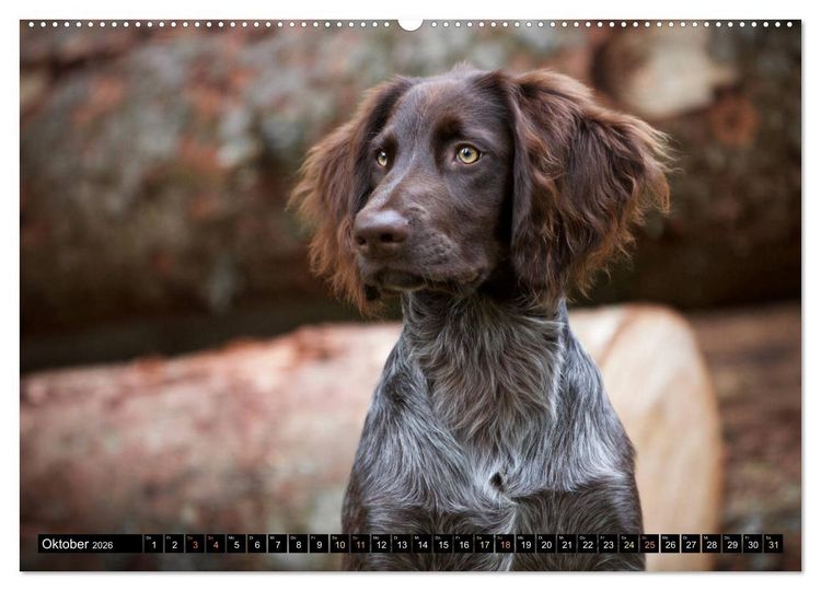 Produktbild: Faszination Jagdhund - Deutsch Langhaar (Wandkalender 2026 DIN A2 quer), CALVENDO Monatskalender