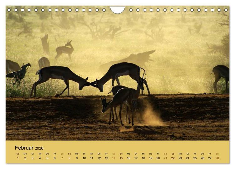 Produktbild: Safari Impressionen / Kenia (Wandkalender 2026 DIN A4 quer), CALVENDO Monatskalender