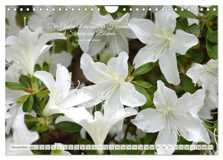 Produktbild: Rhododendren und Poesie (Wandkalender 2026 DIN A4 quer), CALVENDO Monatskalender