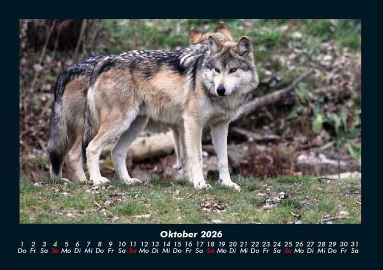 Produktbild: Tiere in der Wildnis 2026 Fotokalender DIN A4