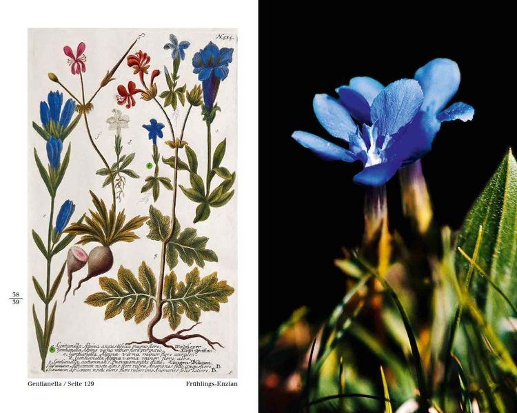Produktbild: Blumen einst und jetzt