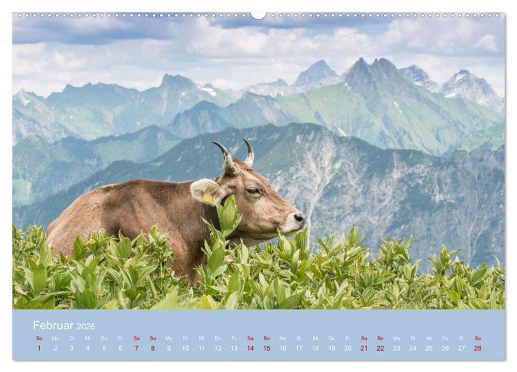 Produktbild: Allg&auml;uer Rindvieh 2026 (hochwertiger Premium Wandkalender 2026 DIN A2 quer), Kunstdruck in Hochglanz