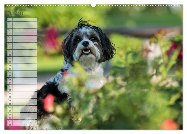 Produktbild: Spa&szlig; mit Havanesern (Wandkalender 2026 DIN A2 quer), CALVENDO Monatskalender